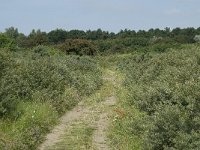 NL, Noord-Holland, Castricum, Noordhollands duinreservaat 8, Saxifraga-Willem van Kruijsbergen