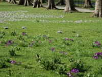 NL, Noord-Holland, Haarlem, Elswout 3, Saxifraga-Marijke Verhagen