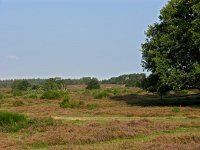 NL, Noord-Holland, Hilversum, Zuiderheide 1, Saxifraga-Hans Dekker