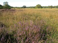 NL, Noord-Holland, Huizen, Limitische Heide 2, Saxifraga-Hans Dekker