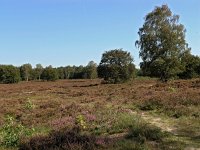 NL, Noord-Holland, Huizen, Limitische Heide 3, Saxifraga-Hans Dekker