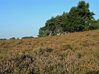 NL, Noord-Holland, Huizen, Tafelberg 5, Saxifraga-Hans Dekker