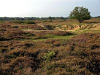 NL, Noord-Holland, Huizen, Tafelberg 7, Saxifraga-Hans Dekker