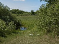 NL, Noord-Holland, Schagen, Zijpe, Zwanenwater 1, Saxifraga-Jan van der Straaten