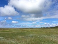 NL, Noord-Holland, Texel 12, Saxifraga-Bart Vastenhouw