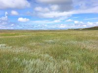 NL, Noord-Holland, Texel 13, Saxifraga-Bart Vastenhouw