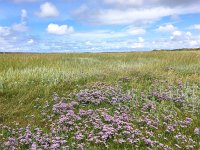 NL, Noord-Holland, Texel 15, Saxifraga-Bart Vastenhouw