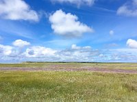 NL, Noord-Holland, Texel 16, Saxifraga-Bart Vastenhouw