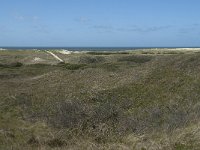 NL, Noord-Holland, Texel, Bertusnol 4, Saxifraga-Willem van Kruijsbergen