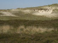 NL, Noord-Holland, Texel, Bollekamer 16, Saxifraga-Jan van der Straaten