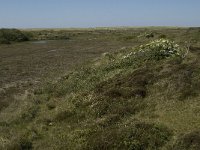 NL, Noord-Holland, Texel, Bollekamer 26, Saxifraga-Jan van der Straaten