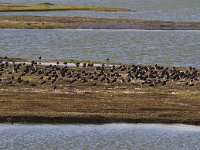 NL, Noord-Holland, Texel, De Cocksdorp 7, HVP, Saxifraga-Jan Nijendijk