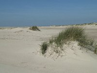 NL, Noord-Holland, Texel, De Hors 20, Saxifraga-Willem van Kruijsbergen