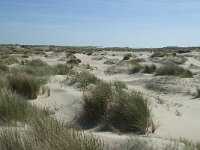 NL, Noord-Holland, Texel, De Hors 40, Saxifraga-Willem van Kruijsbergen