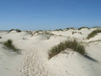 NL, Noord-Holland, Texel, De Hors 42, Saxifraga-Willem van Kruijsbergen