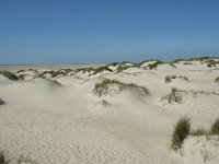 NL, Noord-Holland, Texel, De Hors 43, Saxifraga-Willem van Kruijsbergen