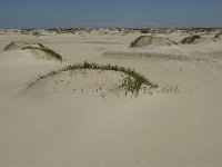 NL, Noord-Holland, Texel, De Hors 9, Saxifraga-Jan van der Straaten