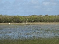 NL, Noord-Holland, Texel, De Muy 13, Saxifraga-Willem van Kruijsbergen