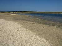 NL, Noord-Holland, Texel, De Slufter 29, Saxifraga-Jan van der Straaten