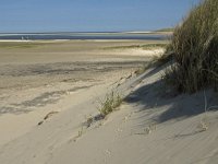 NL, Noord-Holland, Texel, De Slufter 33, Saxifraga-Jan van der Straaten