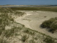 NL, Noord-Holland, Texel, De Slufter 37, Saxifraga-Jan van der Straaten