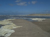 NL, Noord-Holland, Texel, De Slufter 76, Saxifraga-Willem van Kruijsbergen