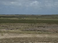 NL, Noord-Holland, Texel, De Slufter 84, Saxifraga-Willem van Kruijsbergen