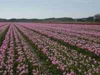 NL, Noord-Holland, Texel, Den Hoorn 5, Saxifraga-Willem van Kruijsbergen