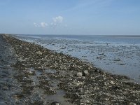 NL, Noord-Holland, Texel, Het Noorden 5, Saxifraga-Willem van Kruijsbergen