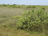 NL, Noord-Holland, Texel, Horsduinen 2, Saxifraga-Jan van der Straaten