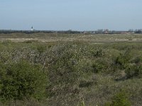 NL, Noord-Holland, Texel, Mok 3, Saxifraga-Willem van Kruijsbergen