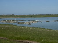 NL, Noord-Holland, Texel, Ottersaat 5, Saxifraga-Willem van Kruijsbergen