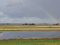 NL, Noord-Holland, Texel, Oude Molenkolk 1, Saxifraga-Tom Heijnen