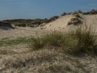 NL, Noord-Holland, Texel, Slufterbollen 5, Saxifraga-Jan van der Straaten