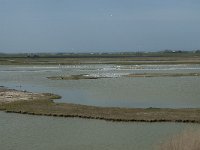 NL, Noord-Holland, Texel, Utopia 42, Saxifraga-Willem van Kruijsbergen