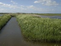 NL, Noord-Holland, Texel, Waal en Burg 9, Saxifraga-Jan van der Straaten