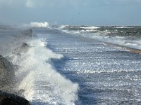 NL, Noord-Holland, Velsen, Zuidpier 1, Saxifraga-Piet Munsterman