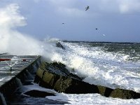 NL, Noord-Holland, Velsen, Zuidpier 10, Saxifraga-Piet Munsterman