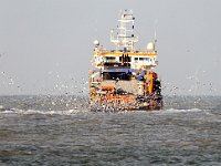 NL, Noord-Holland, Velsen, Zuidpier 4, Saxifraga-Bart Vastenhouw