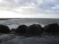 NL, Noord-Holland, Velsen, Zuidpier 8, Saxifraga-Bart Vastenhouw