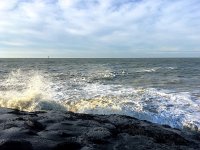 NL, Noord-Holland, Velsen, Zuidpier 9, Saxifraga-Bart Vastenhouw