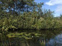 NL, Noord-Holland, Wijde Meren, s Graveland, Het Hol 7, Saxifraga-Marijke Verhagen