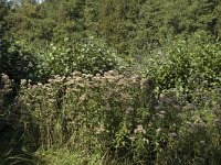 NL, Noord-Holland, Wijde Meren, s Graveland, Kromme Rade 3, Saxifraga-Marijke Verhagen