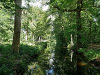 NL, Noord-Holland, Wijdemeren, s Graveland 1, Saxifraga-Tom Heijnen