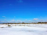 NL, Noord-Holland, Zandvoort, Amsterdamse Waterleidingduinen 10, Saxifraga-Bart Vastenhouw