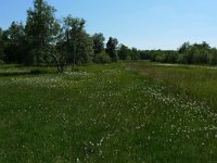 NL, Overijssel, Dalfsen, Luttenbergerven 11, Saxifraga-Mark-Zekhuis