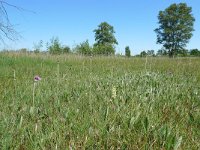 NL, Overijssel, Dalfsen, Luttenbergerven 4, Saxifraga-Mark-Zekhuis