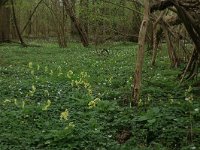 NL, Overijssel, Dinkelland, Achter de Voort 14, Saxifraga-Hans Boll