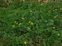 NL, Overijssel, Dinkelland, Achter de Voort 20, Saxifraga-Hans Boll