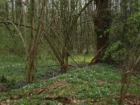 NL, Overijssel, Dinkelland, Achter de Voort 26, Saxifraga-Hans Boll